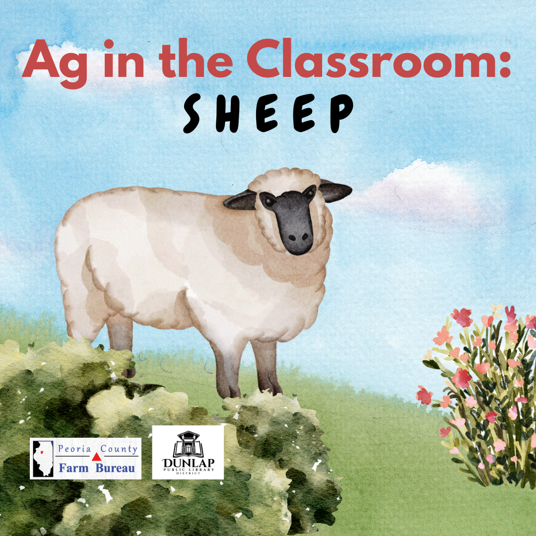 ag in the classroom sheep
