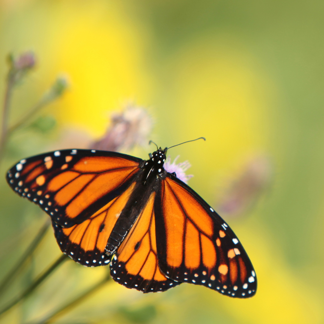 Monarch butterfly on flower