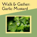 Garlic mustard